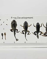 Activity: Bug Learning Corner Activity: Bug Learning Corner